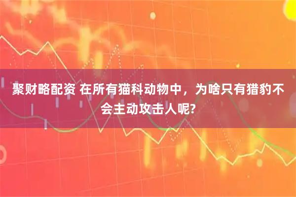 聚财略配资 在所有猫科动物中，为啥只有猎豹不会主动攻击人呢?
